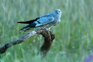 Male Montagu's harrier at first light in its breeding territory on a cereal steppe in spring - obrazy, fototapety, plakaty
