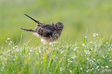 Montagu's harrier female in her breeding territory her favorite perch in a cereal steppe with the...
