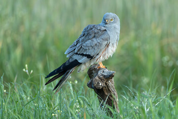 Adult male Montagu's harrier in one of his favorite watchtowers in his breeding territory within a...