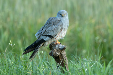 Adult male Montagu's harrier at his favorite watchtower within his breeding territory on a cereal...