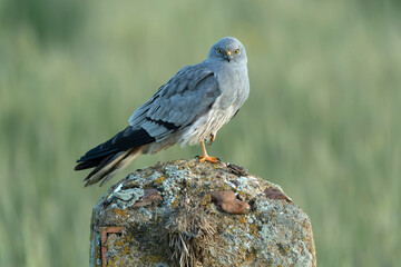 Adult male Montagu's harrier in one of his favorite watchtowers in his breeding territory within a cereal steppe with the first light of sunrise on a spring day