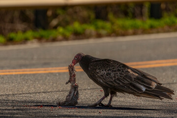 Turkey Vulture with a dead squirrel