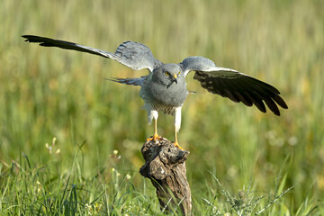 Adult male Montagu's harrier in one of his favorite watchtowers in his breeding territory within a...