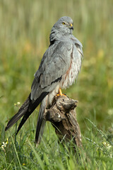 Male Montagu's harrier grooming and stretching its plumage in its breeding territory on a cereal steppe at the first light of a spring day