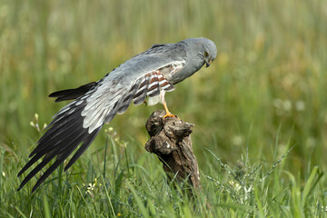 Fototapeta premium Male Montagu's harrier grooming and stretching its plumage in its breeding territory on a cereal steppe at the first light of a spring day