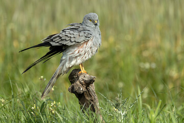 Adult male Montagu's harrier at his favorite watchtower within his breeding territory on a cereal steppe at the first light of a spring day