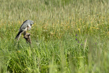 Montagu's harrier male inside his breeding area in a cereal steppe at his favorite perch at the...