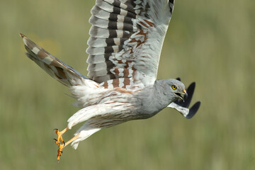 Male Montagu's harrier flying in its breeding territory in a cereal steppe with the last light of...