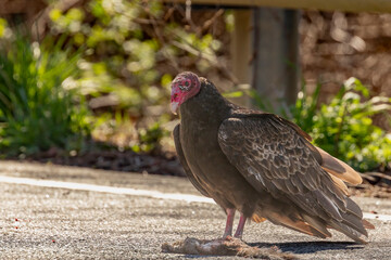 Turkey Vulture with a dead squirrel