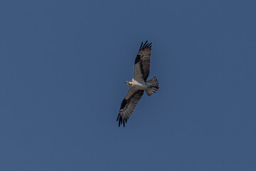 Oprey flies over the marsh