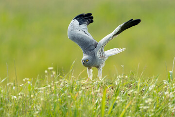 Male Montagu's harrier at first light in its breeding territory on a cereal steppe in spring - obrazy, fototapety, plakaty
