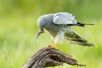 Adult male Montagu's harrier in one of his favorite watchtowers in his breeding territory within a...