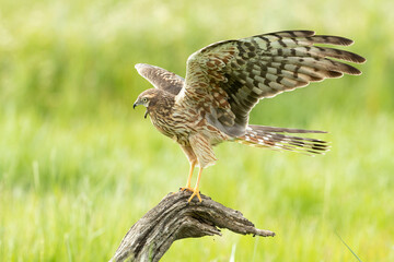 Montagu's harrier female in her breeding territory her favorite perch in a cereal steppe with the first lights of a spring day