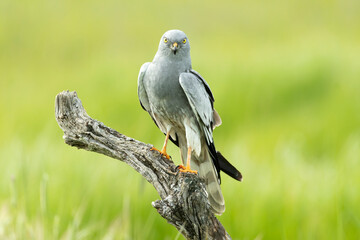 Adult male Montagu's harrier at his favorite watchtower within his breeding territory on a cereal...