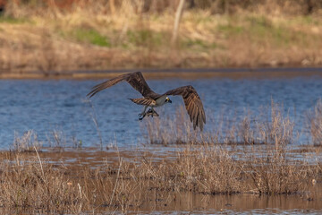 Osprey flies away with a fish it caught in the marsh