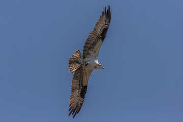 Osprey flies away with a fish it caught in the marsh