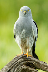 Adult male Montagu's harrier at his favorite watchtower within his breeding territory on a cereal steppe at the first light of a spring day