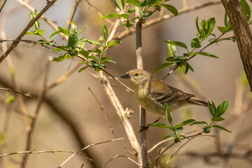Female Goldfinch perched on a tree branch