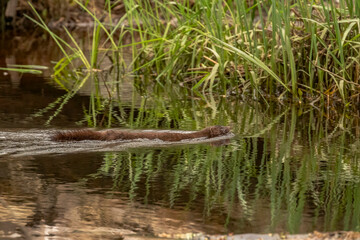 American Mink swims through the water of the marsh