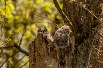 Great Horned Owlets nestled in their nest