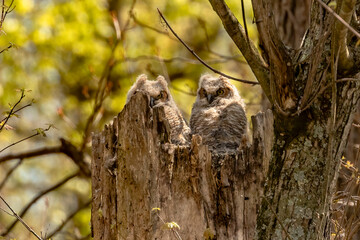 Great Horned Owlets nestled in their nest