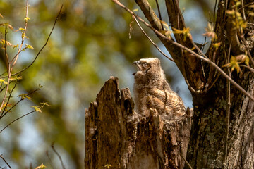 Sleepy Great Horned Owlets nestled in their nest