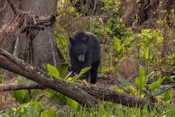 Black Bear foraging in the woods
