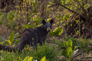 Black Bear foraging in the woods