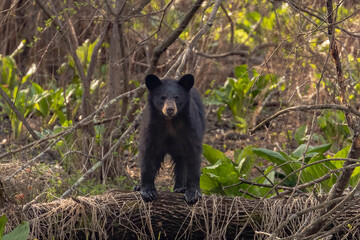 Black Bear foraging in the woods