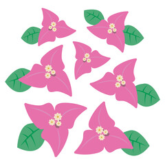 ピンクのブーゲンビリア