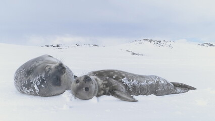 Cute baby and mother Weddell seal in Antarctica. Snow winter. Wild animal family resting on polar...