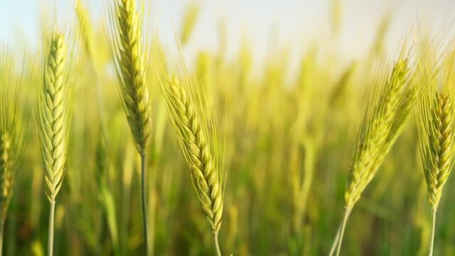Green wheat field. Agricultural field landscape of green wheat ears close up at sunset glow, stock footage video 4k