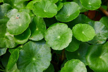 Full frame shot of water pennywort leaf growing in the vegetable garden