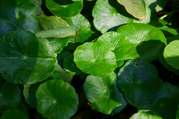 Full frame shot of water pennywort leaf growing in the vegetable garden