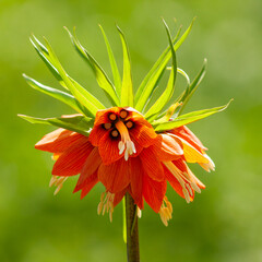 Beautiful orange flowers of the Imperial Fritillary, Fritillaria imperialis (also known as crown...