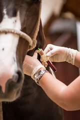 Vet doing blood test on a horse