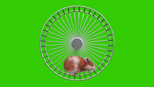 Hamster Green Screen Rodent Runs into the Wheel 3D Animation Animals Rendring