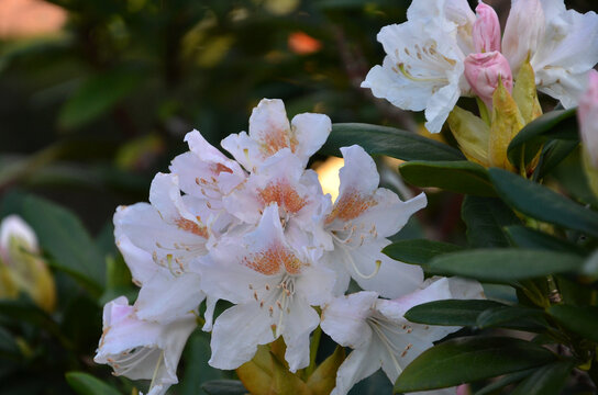 Spring blooming Rhododendron Hybrids flowers ,leaves and buds. Closeup azalea flowering shrubs   'Cream Supreme'. Gardening ,planting concept.
