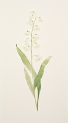 Fototapeta premium Lily of the valley flower plant leaf.