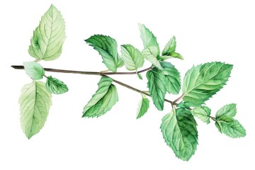 Detailed watercolor painting of a branch with green leaves. Ideal for nature-themed designs
