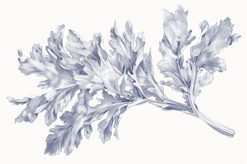 A drawing of a leafy plant on a white background. Suitable for botanical illustrations