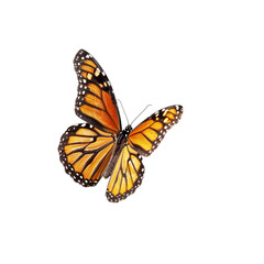 Obraz premium butterfly on white