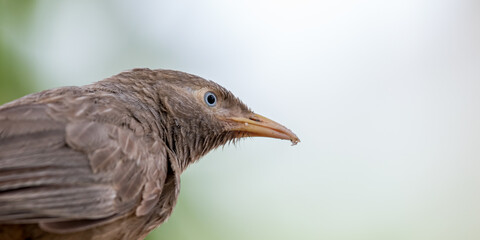 Babbler 
