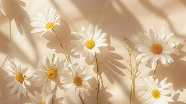 Elegant aesthetic chamomile daisy flower pattern with sunlight shadows on a neutral beige background with copy space