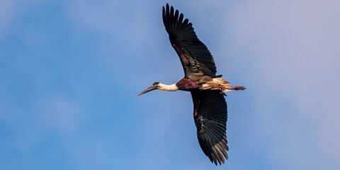 Stork in flight