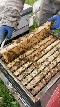 a beekeeper in protective gloves takes out a frame with honeycombs with bees from the evidence, checks the wintering, honeycombs with honey, beekeeping