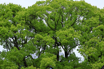 都心散歩　新緑の浜離宮恩賜公園
