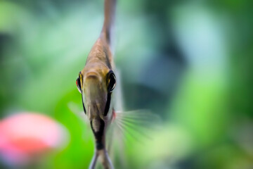 Pterophyllum (Angelfish). Green nature background.