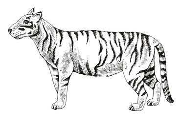 Javan tiger extinct animal hand drawn illustration
