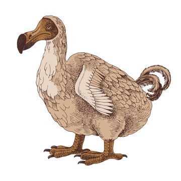 recommend clip art: Colorful dodo extinct bird sketch
